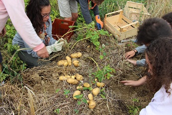 TACHES IMG_2390 PATATES